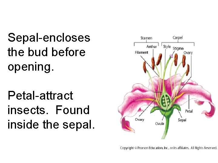 Sepal-encloses the bud before opening. Petal-attract insects. Found inside the sepal. 