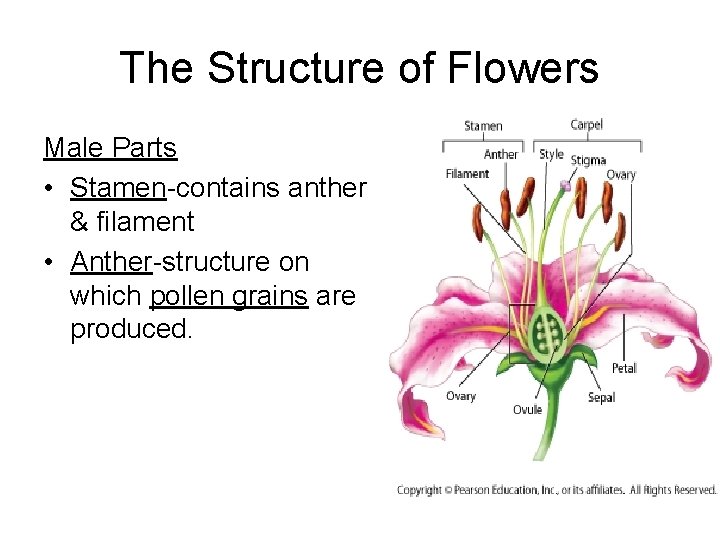 The Structure of Flowers Male Parts • Stamen-contains anther & filament • Anther-structure on