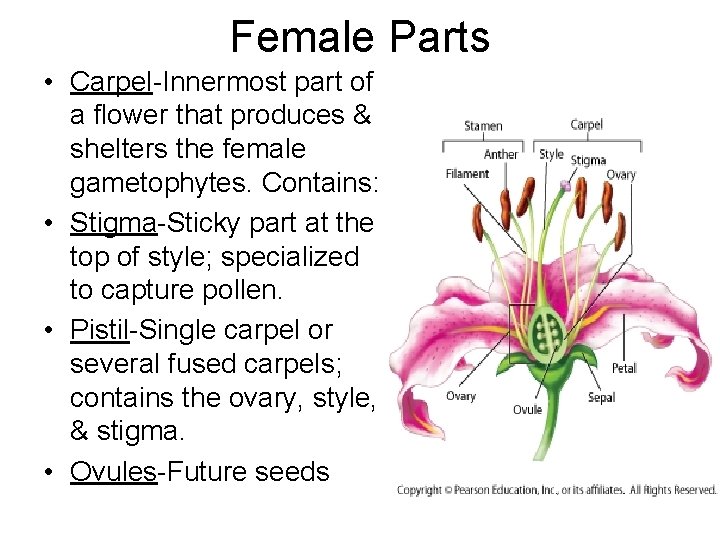 Female Parts • Carpel-Innermost part of a flower that produces & shelters the female