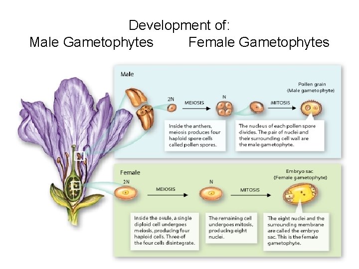 Development of: Male Gametophytes Female Gametophytes 