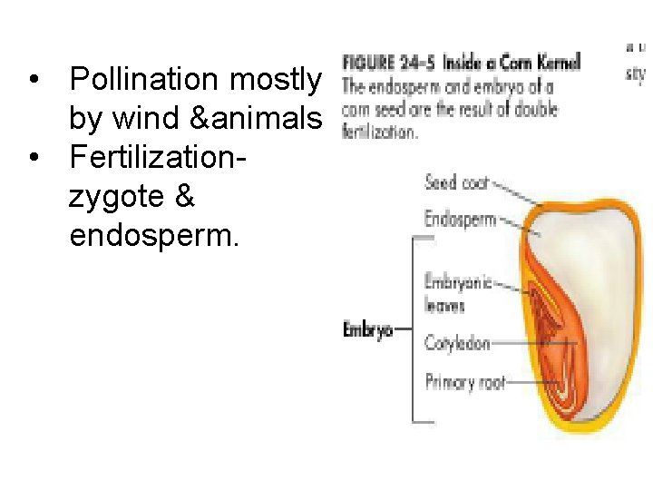  • Pollination mostly by wind &animals • Fertilizationzygote & endosperm. 
