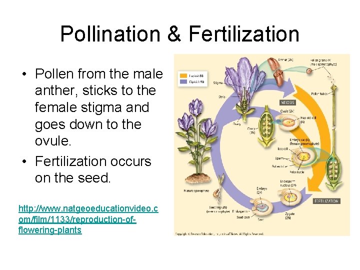 Pollination & Fertilization • Pollen from the male anther, sticks to the female stigma