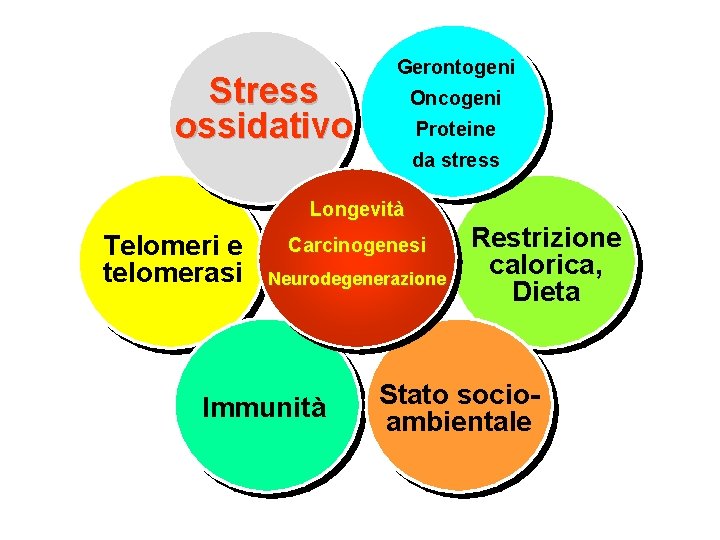 Stress ossidativo Gerontogeni Oncogeni Proteine da stress Longevità Telomeri e telomerasi Carcinogenesi Neurodegenerazione Immunità