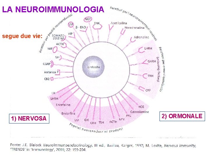 LA NEUROIMMUNOLOGIA segue due vie: 1) NERVOSA 2) ORMONALE 