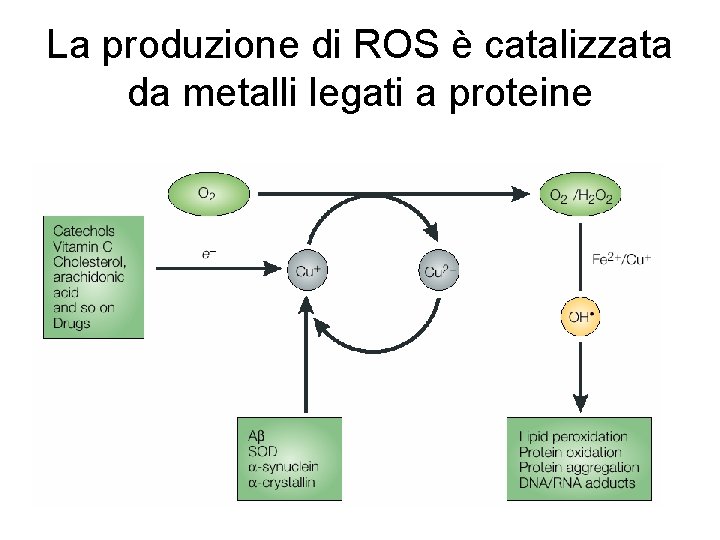 La produzione di ROS è catalizzata da metalli legati a proteine 