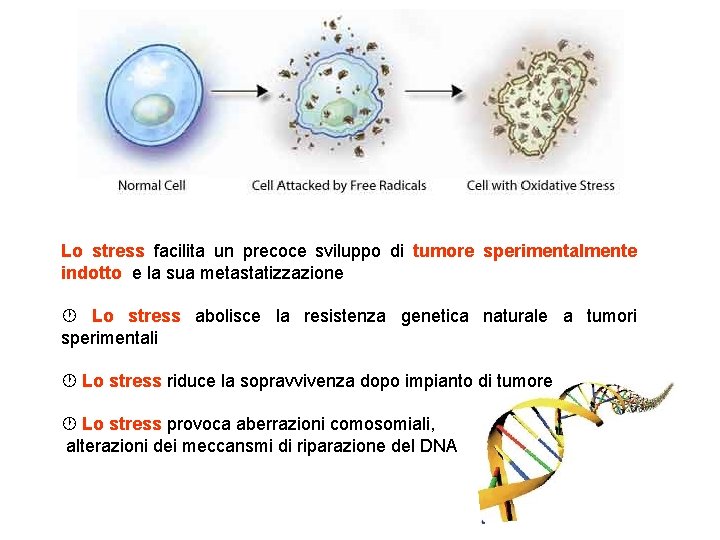 Lo stress facilita un precoce sviluppo di tumore sperimentalmente indotto e la sua metastatizzazione