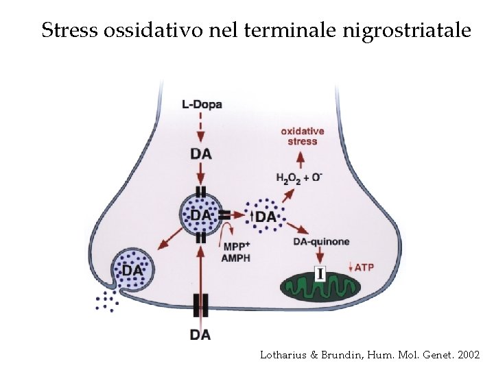 Stress ossidativo nel terminale nigrostriatale Lotharius & Brundin, Hum. Mol. Genet. 2002 