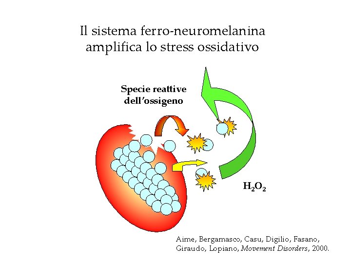 Il sistema ferro-neuromelanina amplifica lo stress ossidativo Specie reattive dell’ossigeno H 2 O 2