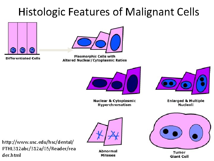 Histologic Features of Malignant Cells http: //www. usc. edu/hsc/dental/ PTHL 312 abc/312 a/05/Reader/rea der.