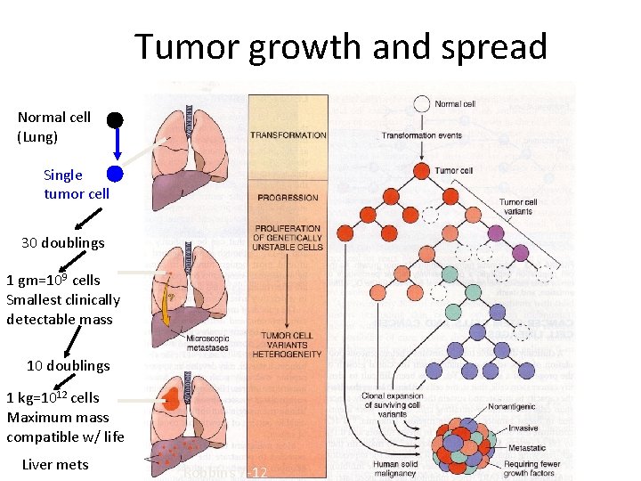 Tumor growth and spread Normal cell (Lung) Single tumor cell 30 doublings 1 gm=109