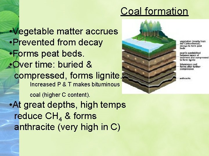 Coal formation • Vegetable matter accrues • Prevented from decay • Forms peat beds.