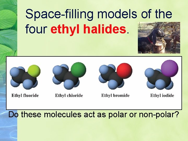 Space-filling models of the four ethyl halides. Do these molecules act as polar or