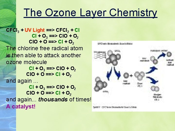 The Ozone Layer Chemistry CFCl 3 + UV Light ==> CFCl UV Light 2
