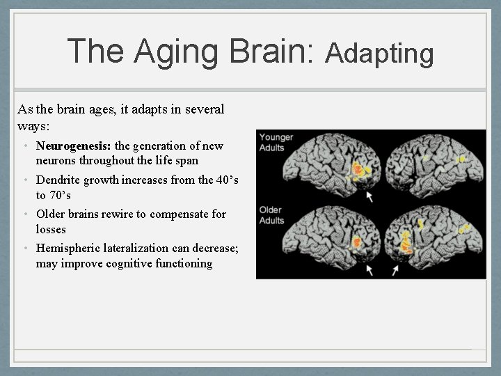 The Aging Brain: Adapting As the brain ages, it adapts in several ways: •