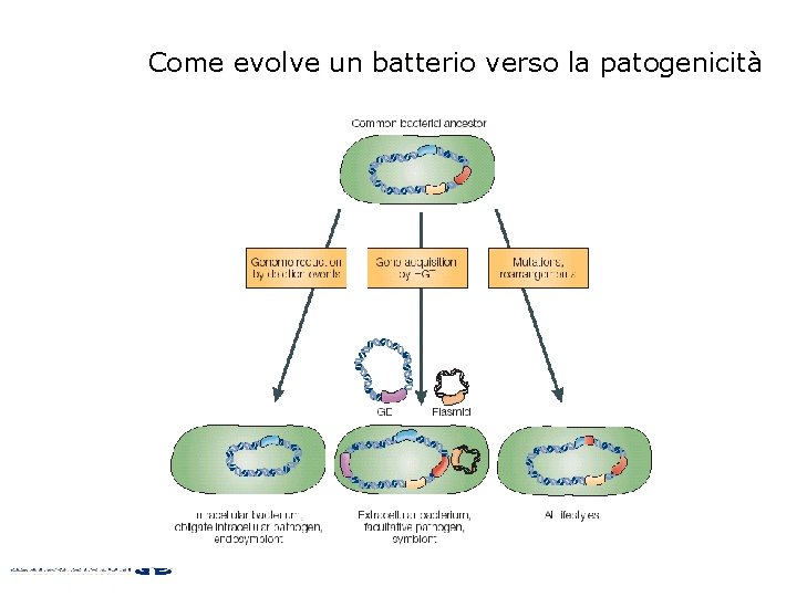 Come evolve un batterio verso la patogenicità 