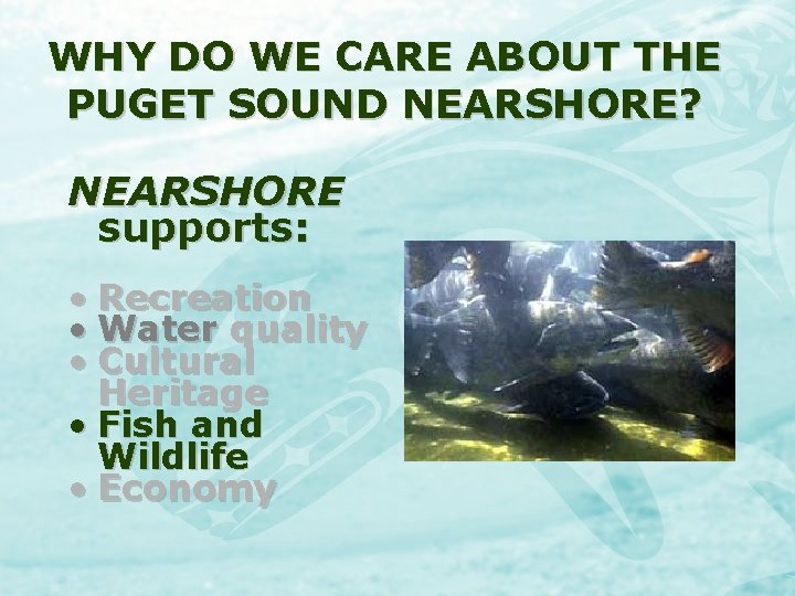 WHY DO WE CARE ABOUT THE PUGET SOUND NEARSHORE? NEARSHORE supports: • Recreation •