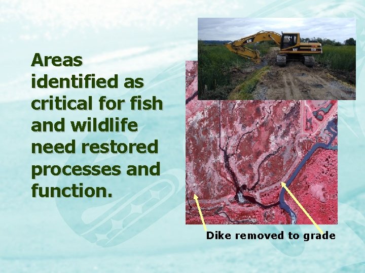 Areas identified as critical for fish and wildlife need restored processes and function. Dike