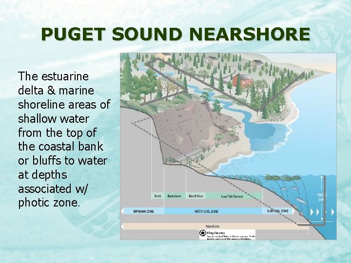 PUGET SOUND NEARSHORE The estuarine delta & marine shoreline areas of shallow water from