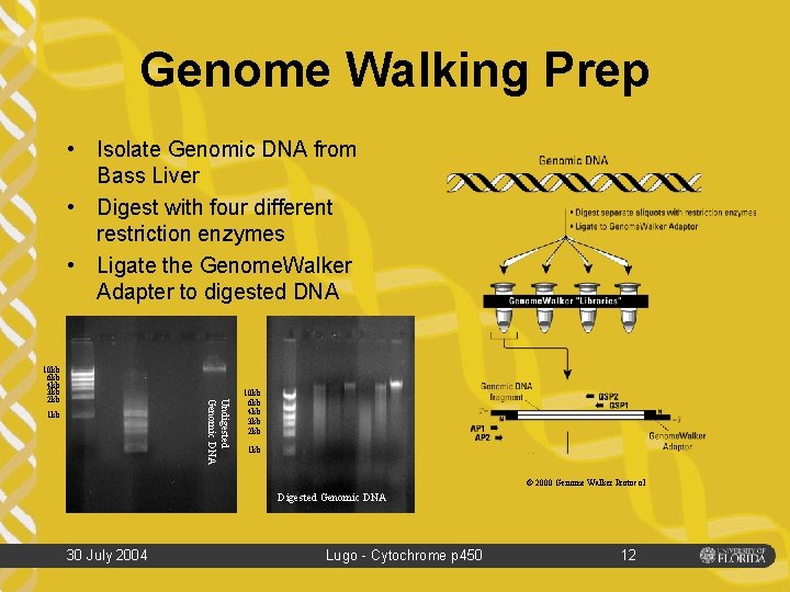 modulation of a lmb cyp 3 a isoforms
