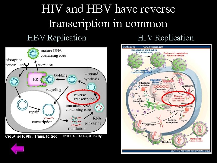 HIV and HBV have reverse transcription in common HBV Replication Crowther R Phil. Trans.