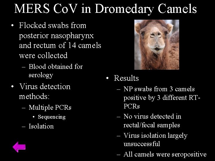 MERS Co. V in Dromedary Camels • Flocked swabs from posterior nasopharynx and rectum