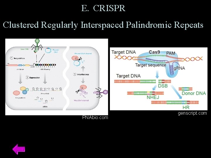 E. CRISPR Clustered Regularly Interspaced Palindromic Repeats PNAbio. com genscript. com 