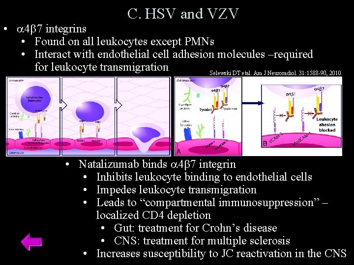 C. HSV and VZV • a 4 b 7 integrins • Found on all