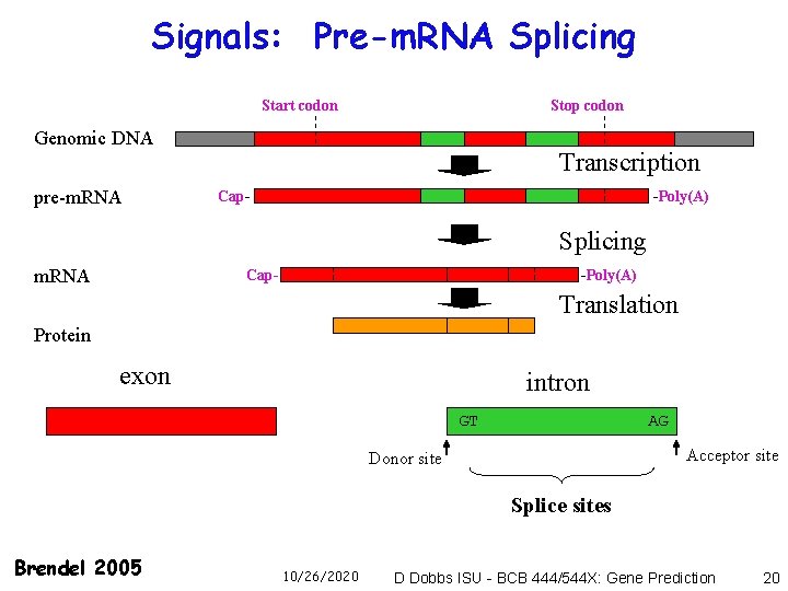 Signals: Pre-m. RNA Splicing Start codon Stop codon Genomic DNA pre-m. RNA Transcription Cap-