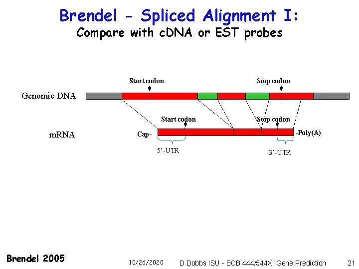 Brendel - Spliced Alignment I: Compare with c. DNA or EST probes Start codon