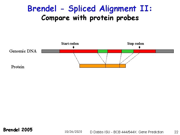 Brendel - Spliced Alignment II: Compare with protein probes Start codon Stop codon Genomic