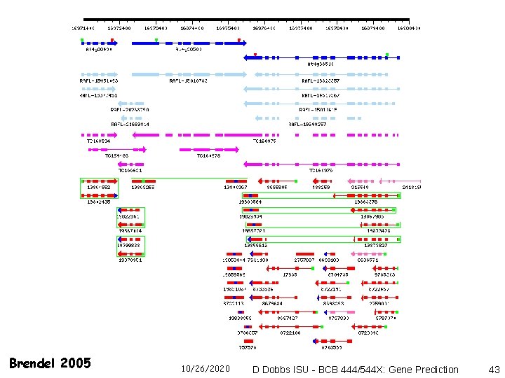 Brendel 2005 10/26/2020 D Dobbs ISU - BCB 444/544 X: Gene Prediction 43 