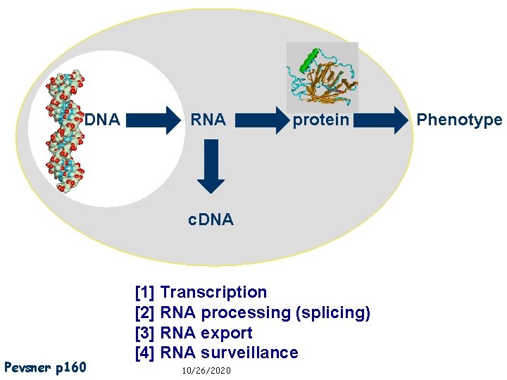 DNA RNA protein Phenotype c. DNA Pevsner p 160 [1] Transcription [2] RNA processing