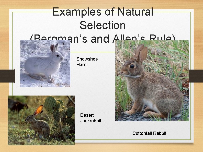 Examples of Natural Selection (Bergman’s and Allen’s Rule) Snowshoe Hare Desert Jackrabbit Cottontail Rabbit