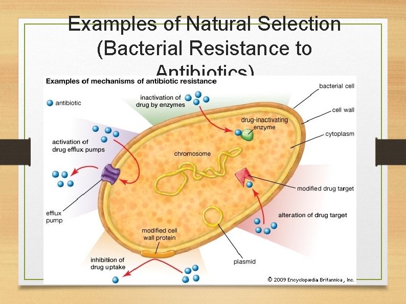 Examples of Natural Selection (Bacterial Resistance to Antibiotics) 
