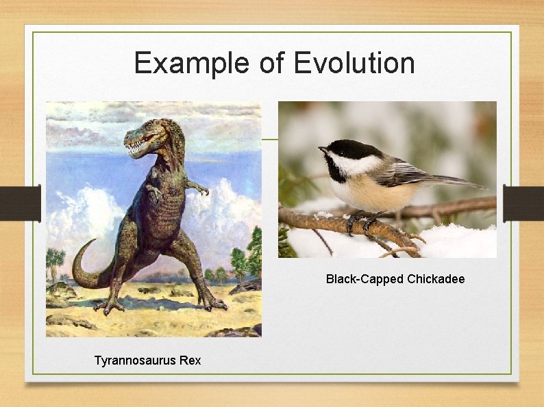 Example of Evolution Black-Capped Chickadee Tyrannosaurus Rex 