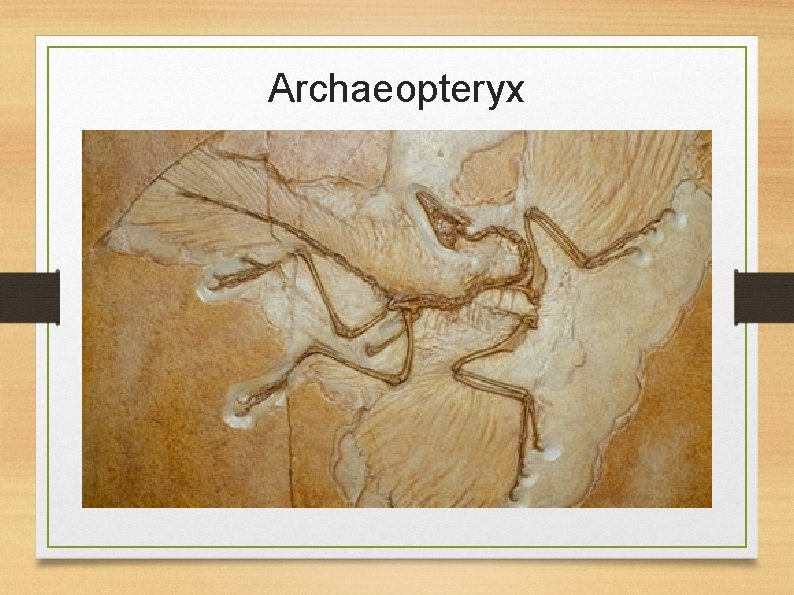 Archaeopteryx 