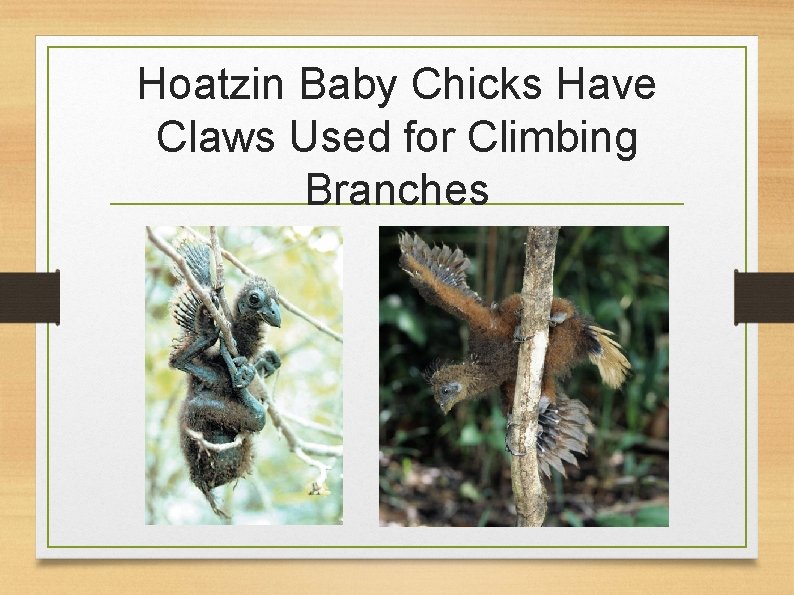 Hoatzin Baby Chicks Have Claws Used for Climbing Branches 