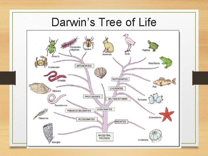 Darwin’s Tree of Life 