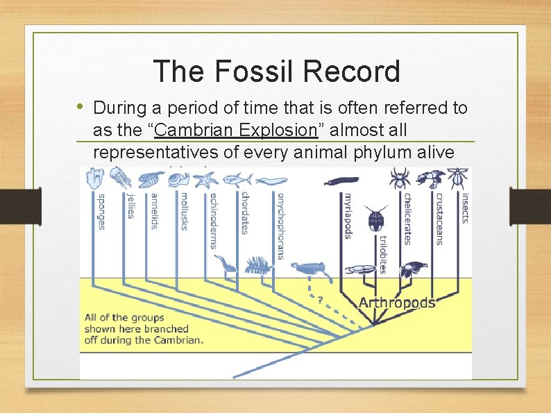 The Fossil Record • During a period of time that is often referred to
