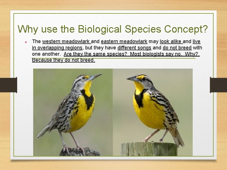 Why use the Biological Species Concept? The western meadowlark and eastern meadowlark may look