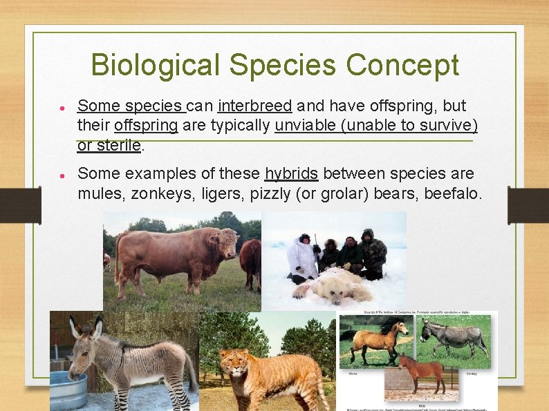 Biological Species Concept Some species can interbreed and have offspring, but their offspring are