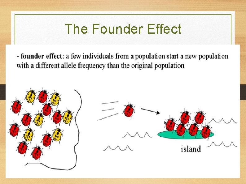 The Founder Effect 