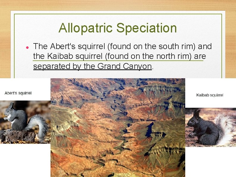 Allopatric Speciation The Abert's squirrel (found on the south rim) and the Kaibab squirrel