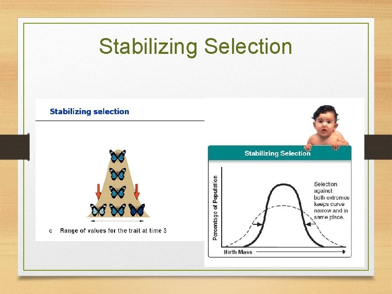 Stabilizing Selection 