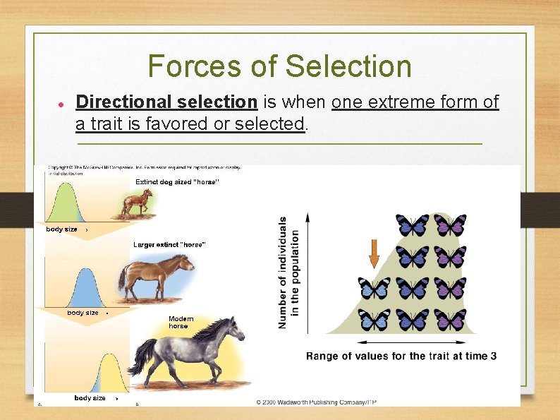 Forces of Selection Directional selection is when one extreme form of a trait is