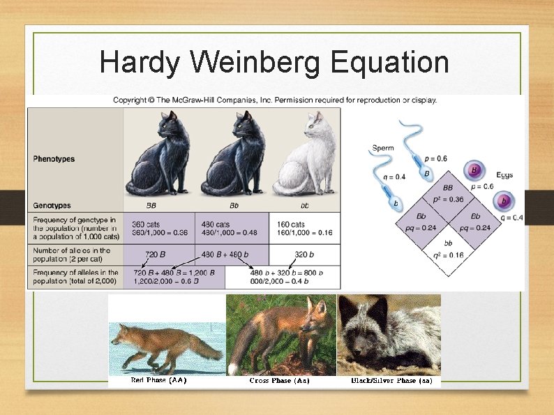 Hardy Weinberg Equation 