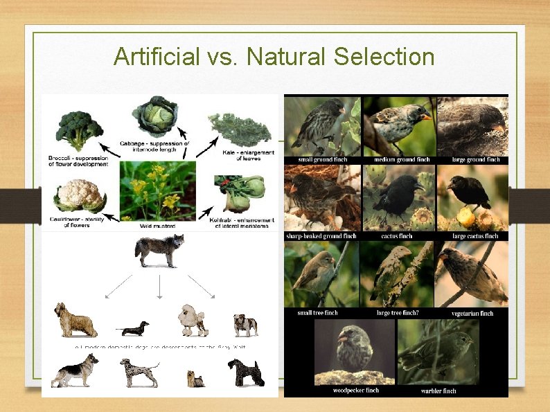 Artificial vs. Natural Selection 