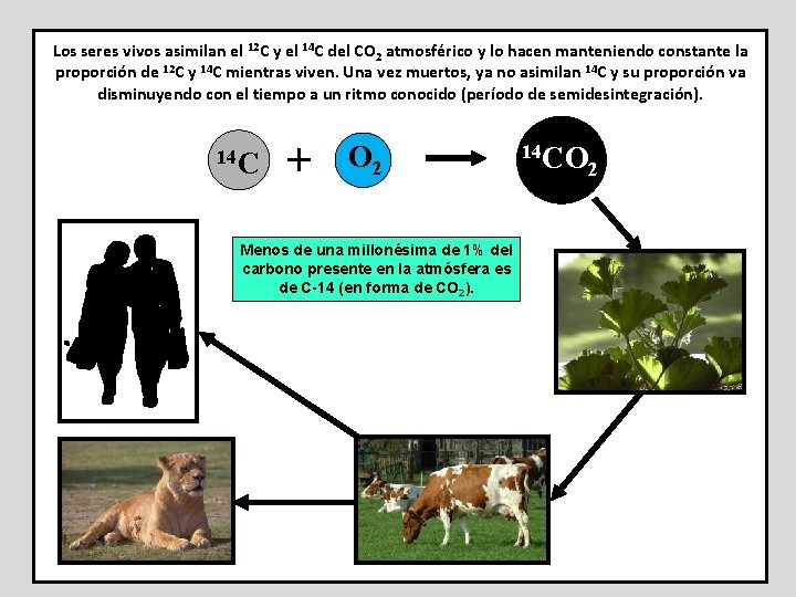 Los seres vivos asimilan el 12 C y el 14 C del CO 2