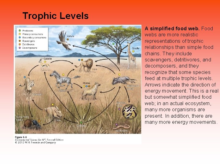 Trophic Levels A simplified food web. Food webs are more realistic representations of trophic