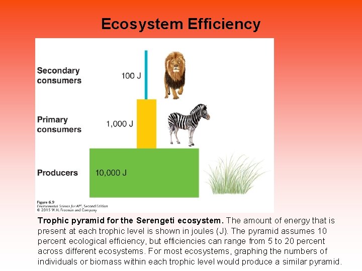 Ecosystem Efficiency Trophic pyramid for the Serengeti ecosystem. The amount of energy that is